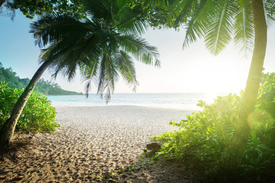 Pellentesque accumsan