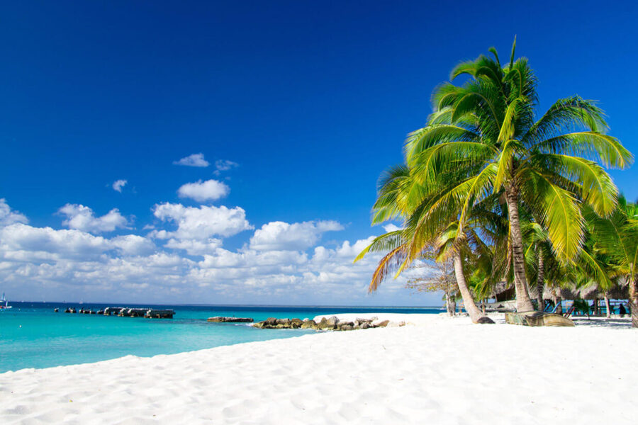 Pellentesque accumsan